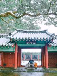 제주에서 봄&겨울 산책하기 좋은  곳"삼성혈"