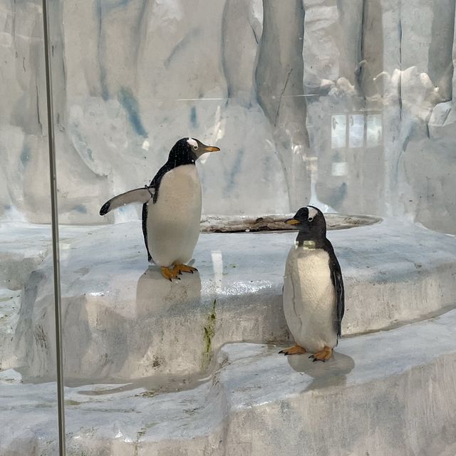 去邊去玩？🤣來香港Ocean Park。