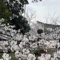 【福岡】桜百選西公園にある光雲神社参拝