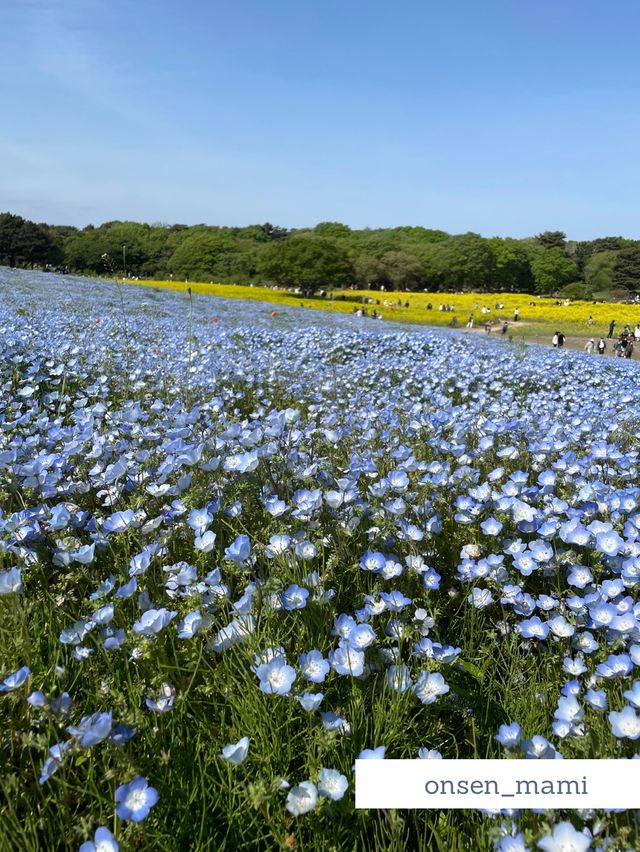 【茨城 ひたちなか】GWは人気のネモフィラ畑がおすすめ！
