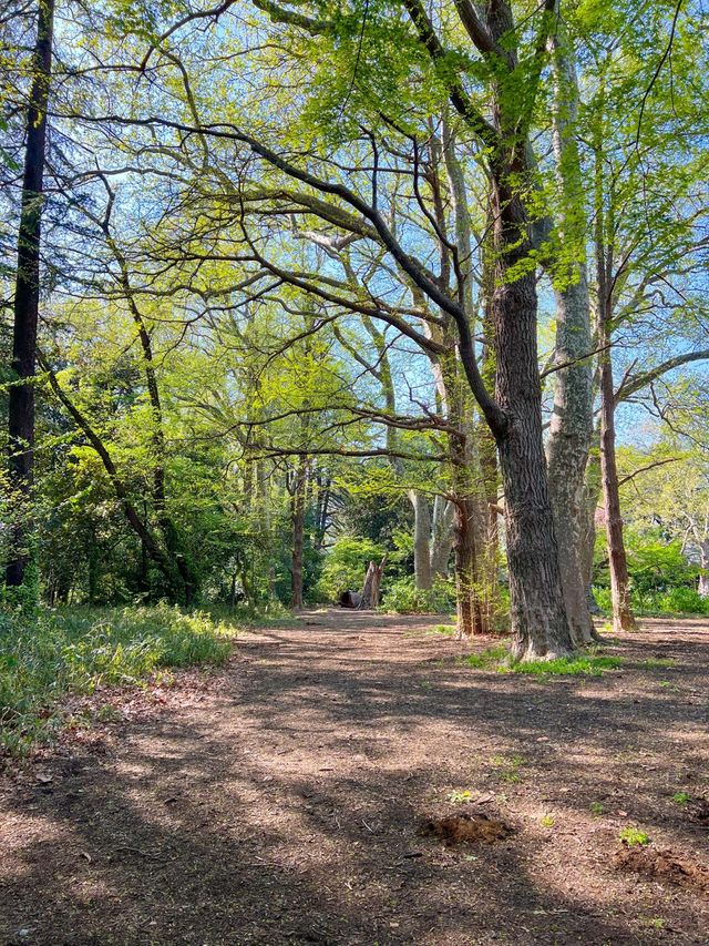 도쿄 도심속 오아시스 신주쿠교엔🌳💚
