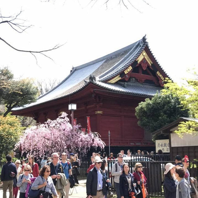 櫻花🌸盛放之時👍🏻必去上野恩賜公園👌🏻家庭一日遊😆日本🗾人最愛之地