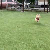 【ペットと泊まれる宿】Wan'sResort山中湖でラグジュアリーステイ！