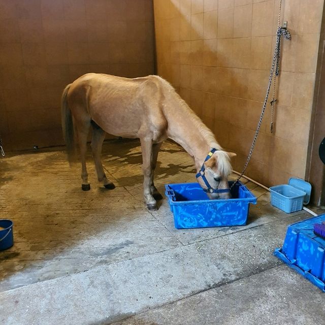 Fun With Horses At Gallop Stable 🐴