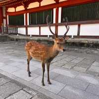 Oh deer! Thousands of deer at Nara Park 🦌