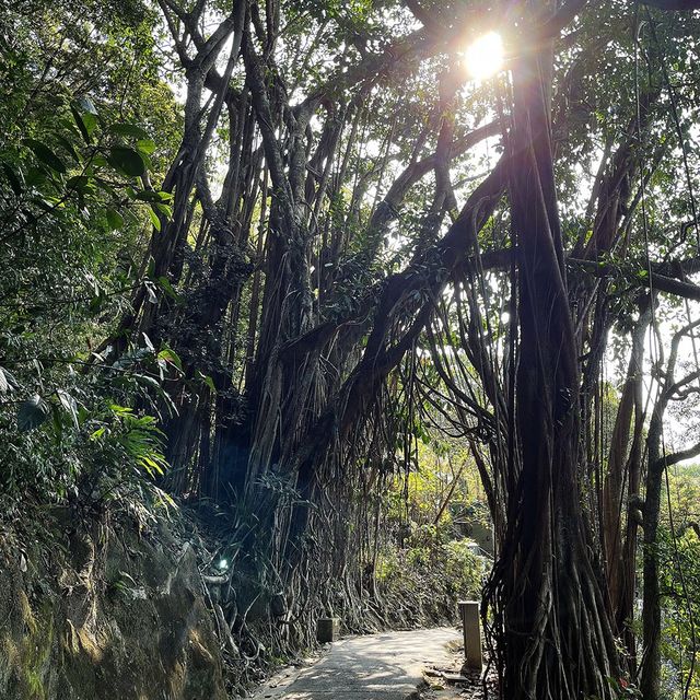 🇭🇰山頂健步,免費觀景台俯瞰維港 🇭🇰山頂健步,免費觀景台俯瞰維港