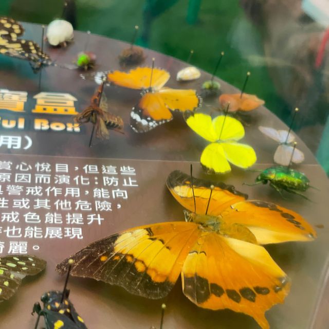 《迷你版生物多樣性博物館在將軍澳》