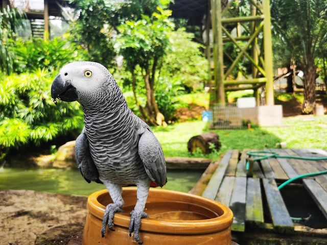 Malacca Bird Park ✨