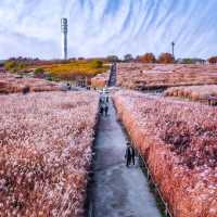 Beautiful autumn view at Haneul Park 