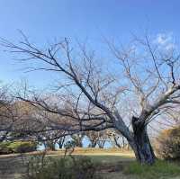 《福岡》四季折々の草花が楽しめるオススメSPOT🌼