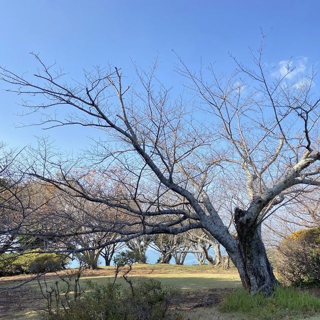 《福岡》四季折々の草花が楽しめるオススメSPOT🌼