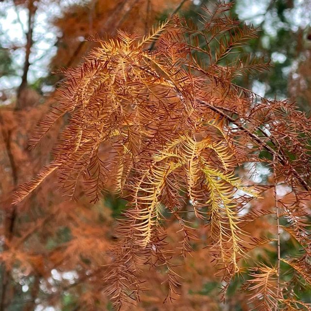 春日郊遊流水響❤️超令紅葉🍁😗情侶💑郊遊必去