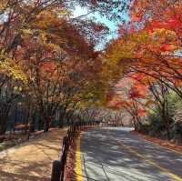 The most beautiful autumn place in korea . 