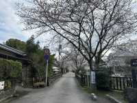 【福岡】浮羽と秋月の桜と琴平温泉