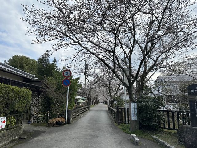 【福岡】浮羽と秋月の桜と琴平温泉