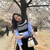 여기가 🌸벚꽃맛집🌸 이라던데요?