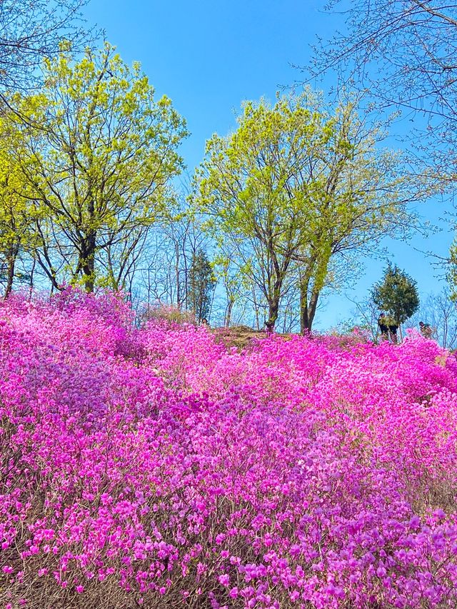 하얀 팝콘과 핑크 물결의 봄꽃 구경🌸🤍💞