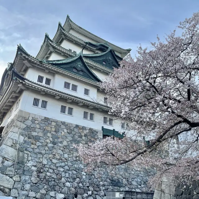 Must visit place in Nagoya - Nagoya Castle 