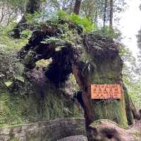 阿里山 - 享受森林浴、淨化心靈