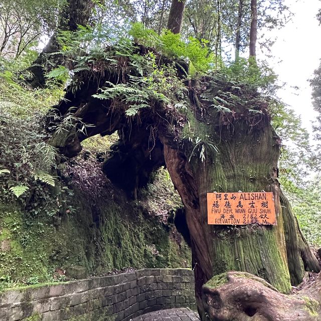 阿里山 - 享受森林浴、淨化心靈