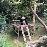 앞으로 에버랜드 푸바오 가족 5분만 볼 수 있다🐼