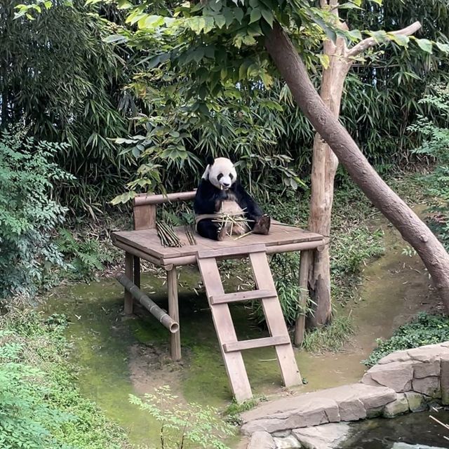 앞으로 에버랜드 푸바오 가족 5분만 볼 수 있다🐼