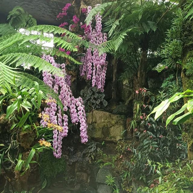 Singapore National Orchid Garden @ Botanics