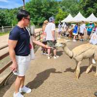 Have you walk an Alpaca?