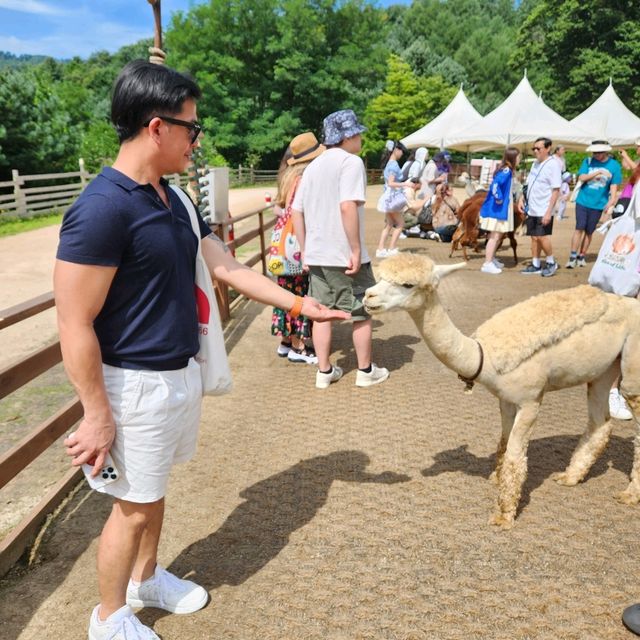 Have you walk an Alpaca?