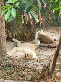 Best Safari Experience @ Vinpearl Safari 