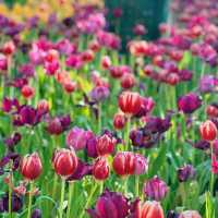 🌷ดอกทิวลิปบานแล้วที่ระยอง อยู่ในพื้นที่มาบตาพุด 
