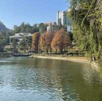 賞花季必到之中文大學‼️超令湖景