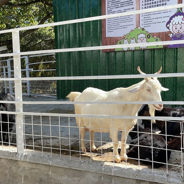 新年親親羊駝🦙羊咩咩🐑兔兔🐰❤️🍊