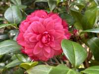 本地遊｜大埔海濱公園｜花種超多賞花必去