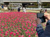 화명생태공원 튤립 ! 봄에는 튤립도 있어요🌷