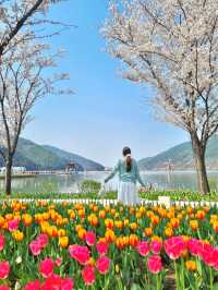 벚꽃과 튤립을 함께 볼 수 있는 곳, 송해공원🌸🌷
