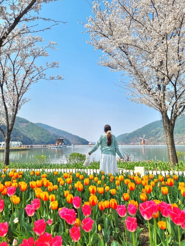 벚꽃과 튤립을 함께 볼 수 있는 곳, 송해공원🌸🌷