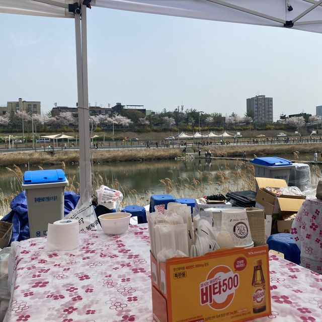 산책하며 즐기는 서울 벚꽃축제, 중랑천 벚꽃길❤️