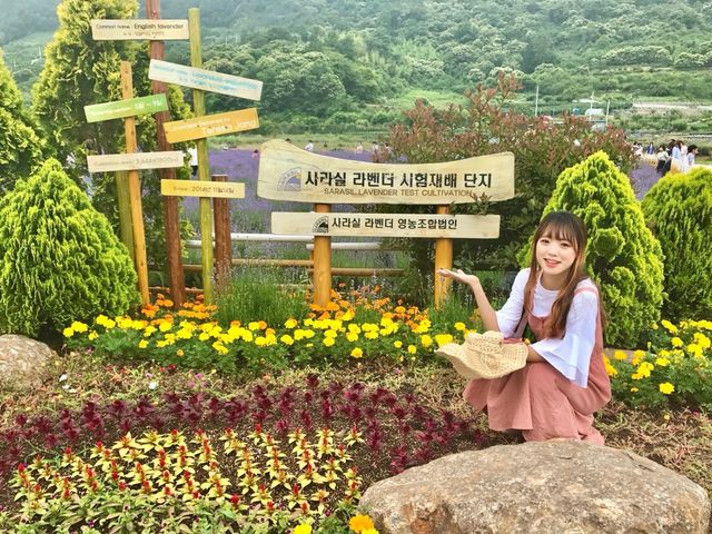 광양 사라실 라벤더 치유정원💜