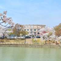 🌸 경주 벚꽃 시즌엔 "보문호수"🌸