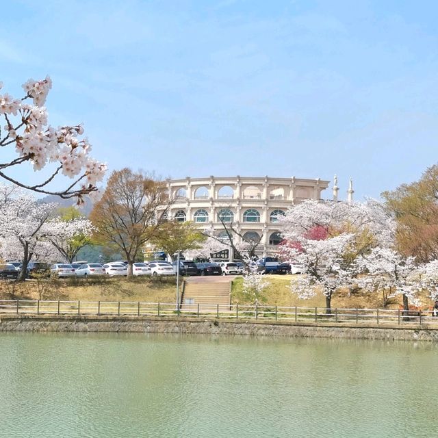 🌸 경주 벚꽃 시즌엔 "보문호수"🌸