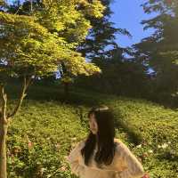 몸과 마음이 힐링되는 피크닉[한밭수목원]🌱