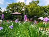 เทศกาลดอกไอริส "ฮานะ-โชบุ" 🪻