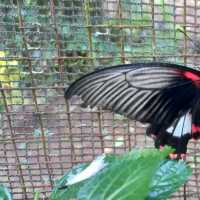 MSU Butterfly Garden