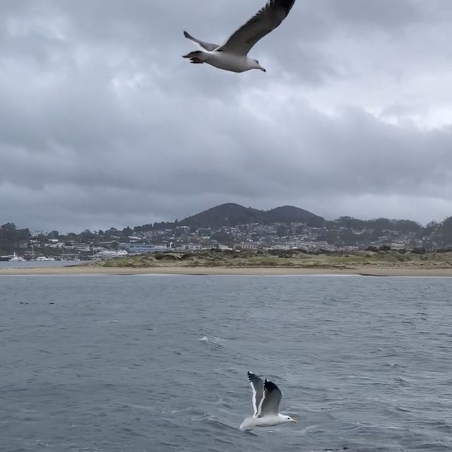 Morro Rock Beach แคลิฟอร์เนีย, อเมริกา