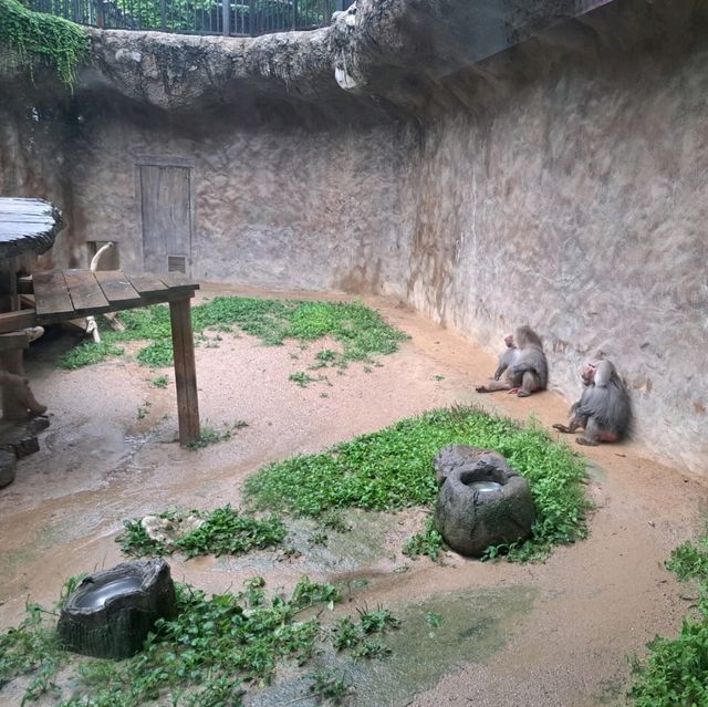 韓國😍愛寶樂園🐒介紹有咩動物睇🐯