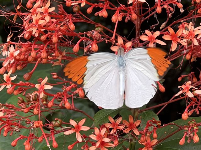 🦋 เทศกาลดูผีเสื้อที่ปางสีดา