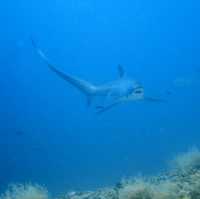 thresher shark at malapausca 