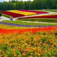 Furano the town of Flower 🌼🪻