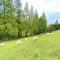 六甲山牧場【北エリア】動物が近くふれ合える癒されエリア
